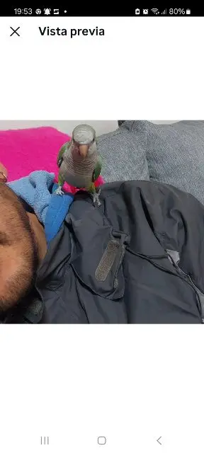 Lorito 