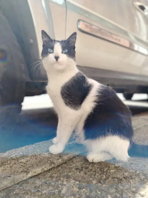 Gata 