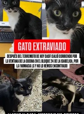 Gato extraviado después del terremoto de ayer salió corriendo por la ventana